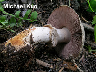 Agaricus amicosus