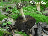 Agaricus auricolor