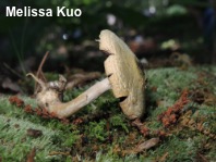 Agaricus auricolor