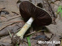 Agaricus auricolor