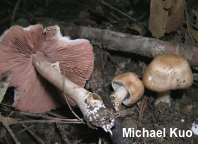 Agaricus bellanniae