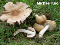 Agaricus bellanniae