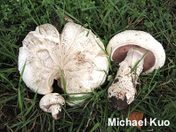 Agaricus bernardi