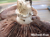 Agaricus bernardi