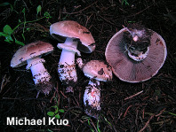 Agaricus brunneofibrillosus