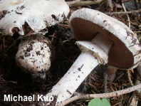 Agaricus chionodermus