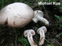 Agaricus chionodermus