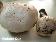 Agaricus chionodermus