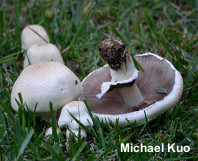 Agaricus fissuratus