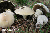 Agaricus fissuratus