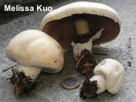 Agaricus fissuratus