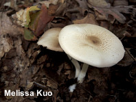 Agaricus leptocaulis