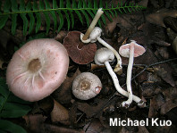 Agaricus leptocaulis