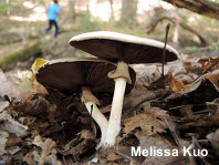 Agaricus leptocaulis