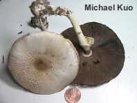 Agaricus leptocaulis