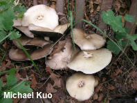 Agaricus malangelus
