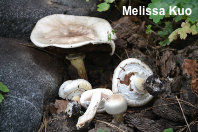 Agaricus malangelus