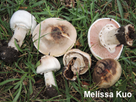 Agaricus malangelus