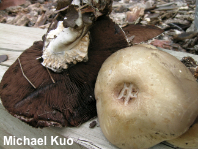 Agaricus malangelus