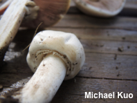 Agaricus malangelus