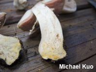 Agaricus malangelus