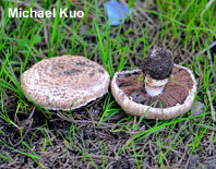 Agaricus pattersoniae