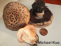 Agaricus pattersoniae