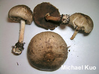 Agaricus pocillator