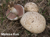 Agaricus porphyrocephalus