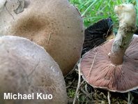 Agaricus porphyrocephalus