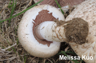 Agaricus porphyrocephalus