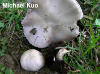 Agaricus porphyrocephalus var pallidus