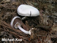 Agaricus reducibulbus