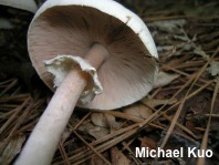 Agaricus reducibulbus