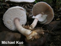 Agaricus reducibulbus