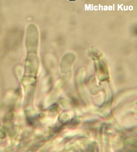 Akanthomyces aculeatus
