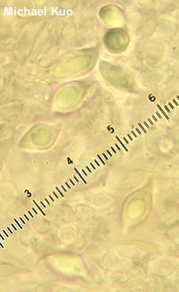 Clitocybe avellaneialba