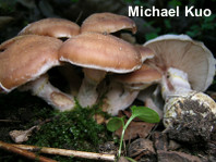 Armillaria gallica