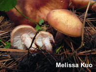 Armillaria gallica