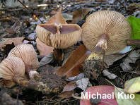 Armillaria gallica