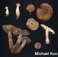 Armillaria gallica