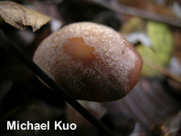 Armillaria gallica