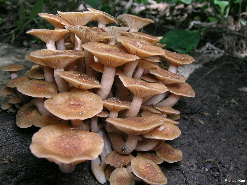 Identify Edible Mushrooms