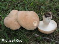 Boletus cf reticulatus