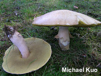 Boletus cf reticulatus