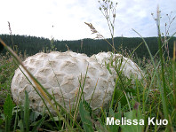 Calvatia booniana