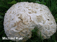 Calvatia booniana