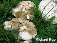 Calvatia booniana