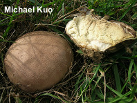 Calvatia fragilis