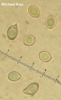 Chlorophyllum rhacodes
